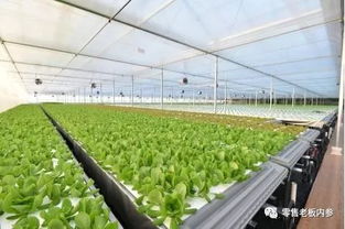 三、用动物或者植物来命名（但不要太讲究）
