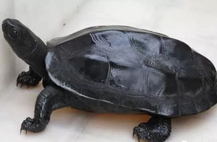 难道只有墨龟被称为风水龟，其他龟种就没有这样的美誉吗？