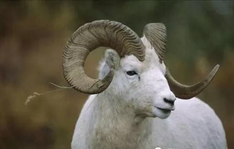 2026年属蛇羊的人为何会犯太岁，属羊的年份犯太岁具体意味着什么？