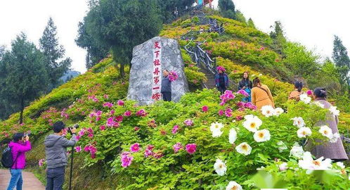 赏花攻略：牡丹花开， 美不胜收