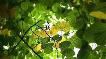 鬼月禁忌大赏