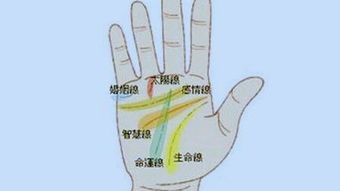 手相中生命线短是否意味着生命力较弱？