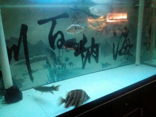 鱼缸：客厅东南角，鱼儿欢迅速畅游的保密这个？（一场风水与生活交织的噪音盛宴）