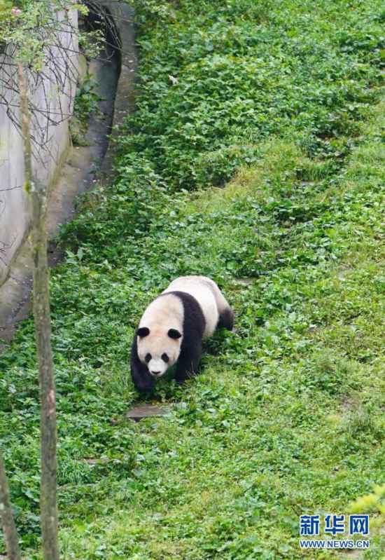 碧峰峡熊猫基地｜停车不要钱！熊猫随便看！