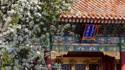 御花园：百花齐放的“社交场”