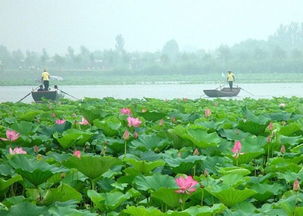 白洋淀：湿地、鱼、和…蚊子