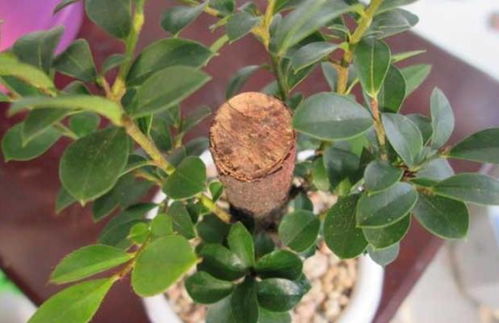 小叶紫檀植物的风水作用,小叶紫檀植物的风水作用