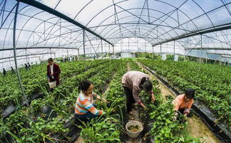 采摘园里的欢乐时光：那些乱七八糟但美好的瞬间