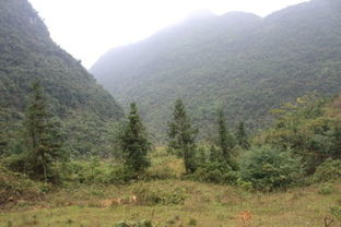 将荒山野岭打一生肖是什么生肖？高山大野打一生肖是什么生肖？