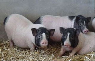 巴马香猪养殖技术,巴马香猪风水传说