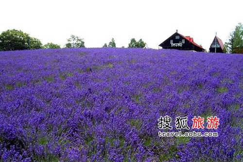 2026年紫气东来：上海薰衣草园魔幻生存指南