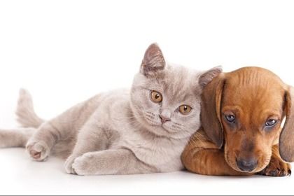 猫咪狗狗算什么？养鱼才是王道！