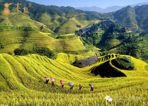 龙脊梯田：与蚊虫共舞