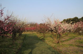 7. 世纪公园：梅花林里散散步