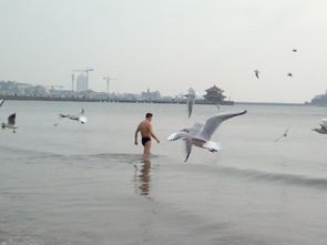 栈桥：海鸥的狂欢派对
