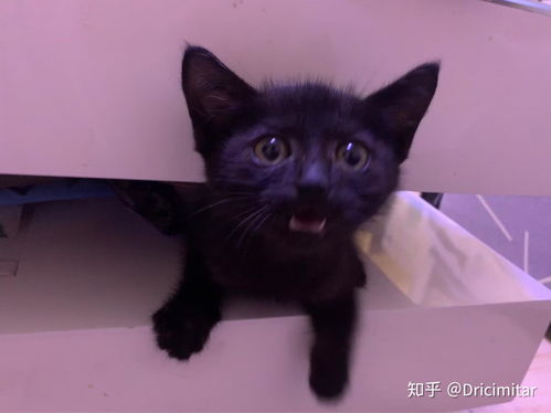 养两只猫需要注意哪些忌讳或注意事项？