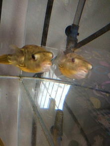 斑马狗头鱼风水禁忌,斑马狗头鱼是风水鱼吗