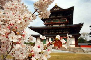 b) 醍醐寺 —— “隐藏版”的秘密基地（真的很隐蔽）??????‍♀️