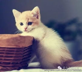 猫的家居风水