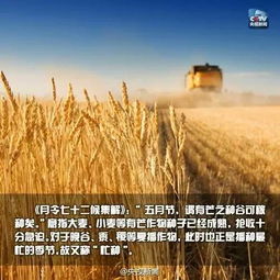 芒种农事节：传统与现代交融，爆款节日来袭！