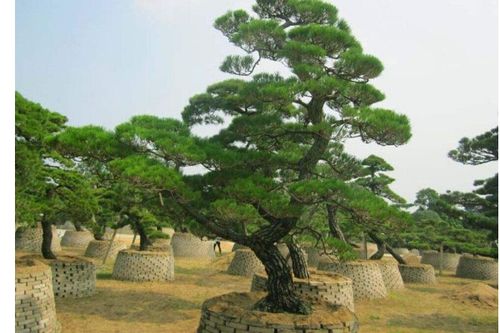 家里适合种植黑松吗？对风水有影响吗？