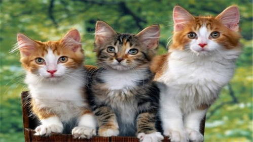 风水家里如何养猫狗,风水家里如何养猫狗
