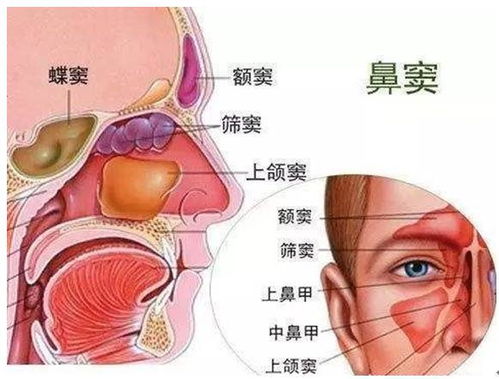 鼻炎与风水有什么关系,鼻炎与家居风水