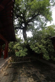 二、 古榕参天下的诗意与乡愁