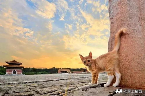二、 猫鼻梁的由来：探寻天然之奥秘