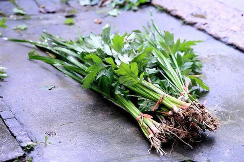三、 挂艾草与菖蒲——驱邪保平安之道