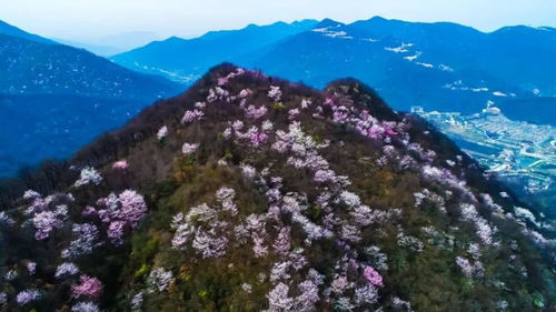 春游鸡公山，如何既能赏花又能品茶呢？这真是一个让人头秃的问题！