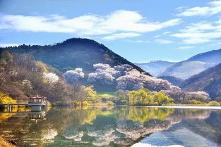 吉首春日赏花指南