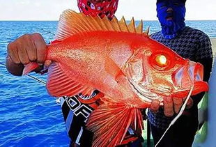 伊豆四日海边金目鲷，不打卡也满足