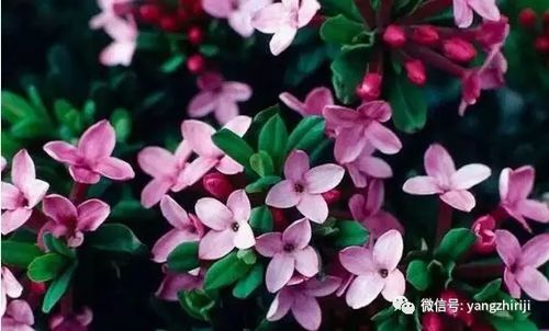 夹竹桃：美丽杀手
