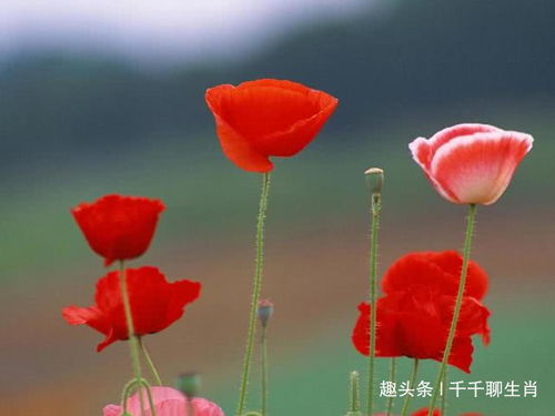 婚后最夫唱妇随的生肖女是哪个？