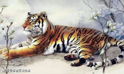 属虎出生时辰吉凶表和命运详解分别是什么？