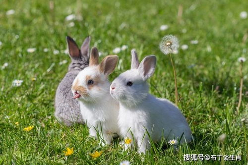 属兔的人住在二楼的风水如何？有特别的忌讳需要注意吗？