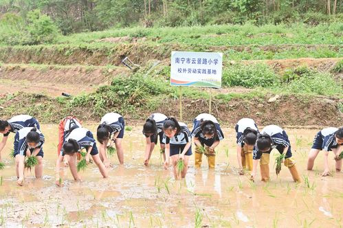 三、较深度潜入——从零到较高手的土豆种植全流程（随性版）