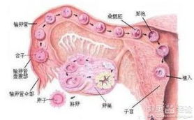 一、 前言：更多囊卵巢和月经的纠缠