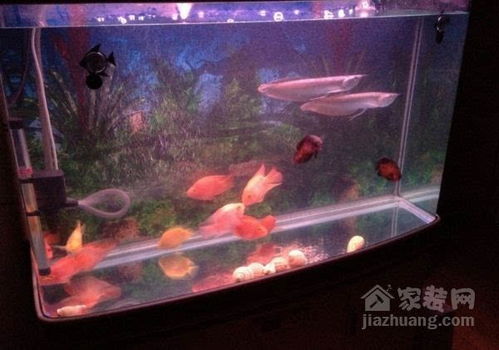 风水摆件里可以养鱼吗？有哪些注意事项和风水讲究？
