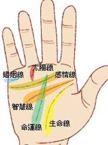 手相中主要有哪些主线？手相共有几条线？