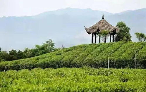 二、茶园的“古韵”到底有更多古？