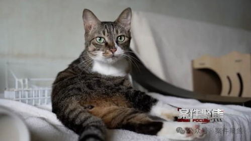 家里养四只猫，这样的风水布局可行吗？