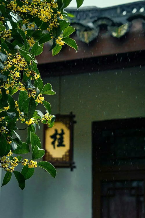 第一波狂飙：将古典元素彻底“网红化”