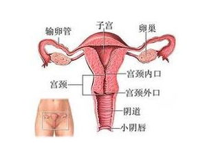 4）细菌性阴道病（BV）——鱼腥味与否的分界线