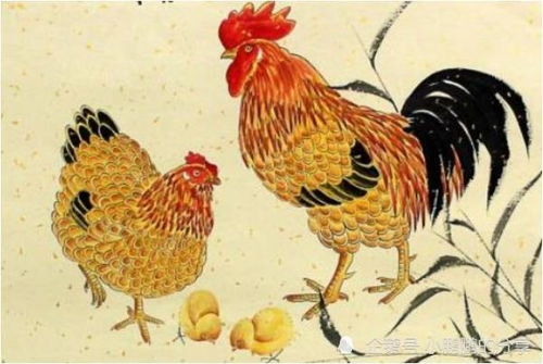 属狗的人养鸡Neng发财吗,属狗家里养鸡好吗风水怎么样