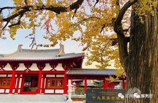 二、  穿越时空的银杏传说
