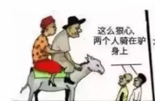 牛：倔驴中的战斗机