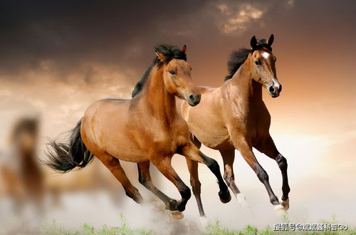 风水学八方天马是哪八个？飞天马如何改成长尾？