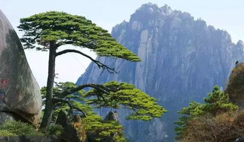 央广网黄山5月2日消息（记者汪称通讯员赵美君）